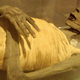 Illustration for article titled The Science of Mummies